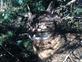 Camo Kitty