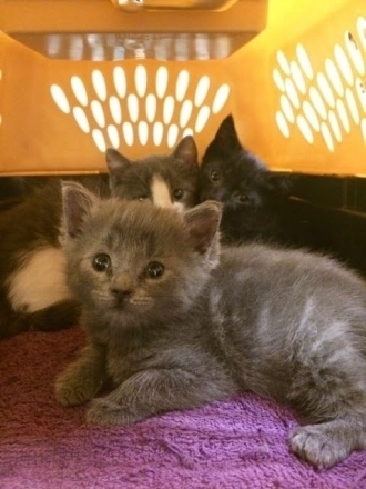 Kittens