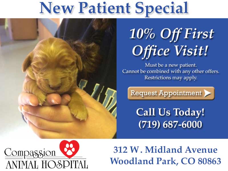 Pet First Visit Special