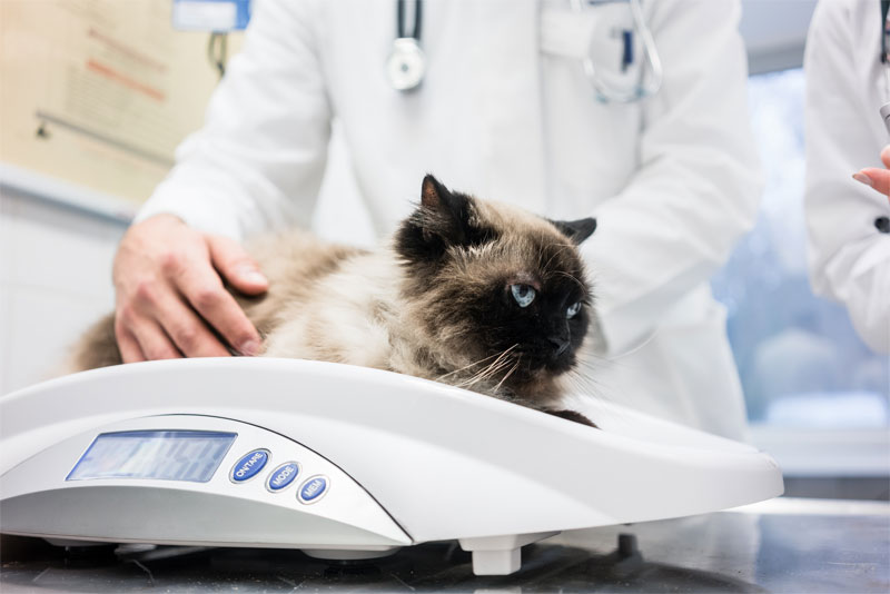 Cat Laser Surgery in Woodland Park