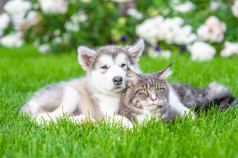 Dog & Cat Vaccinations near Woodland Park, CO