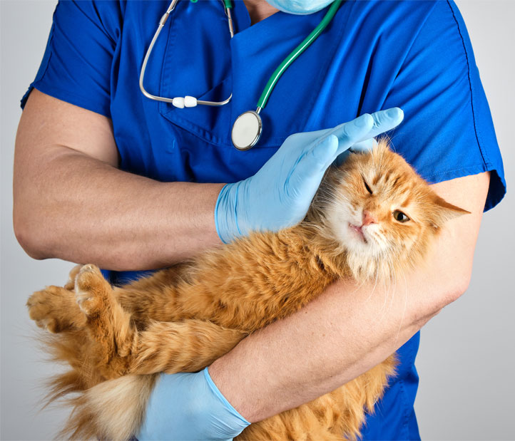 Diagnostics And Laboratory for Pets