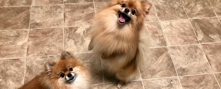 Animal Hospital in Woodland Park, Colorado