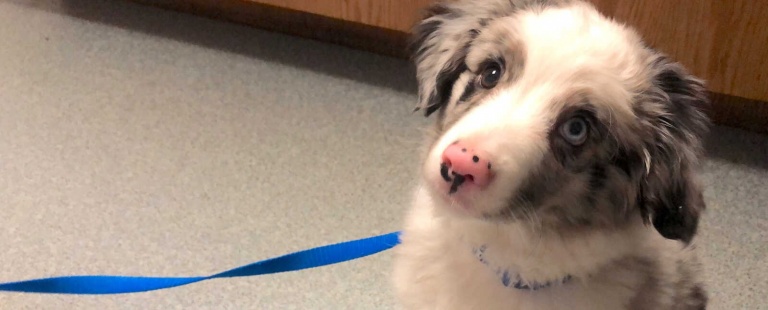 Veterinary in Woodland Park, Colorado