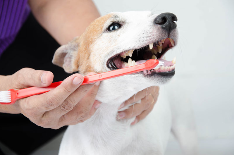 Pet Dental Cleaning near Woodland Park, CO