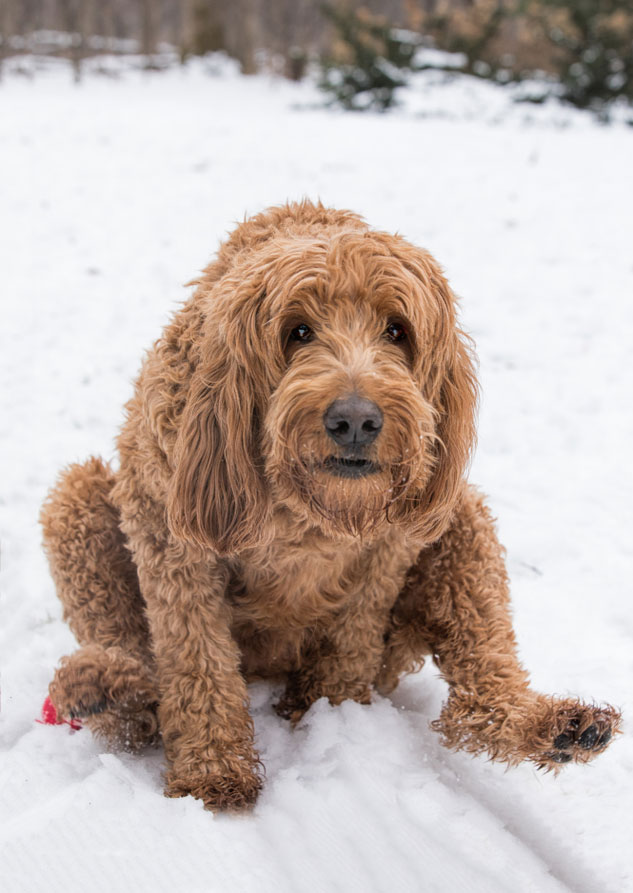 Dogs To Scoot Their Bums