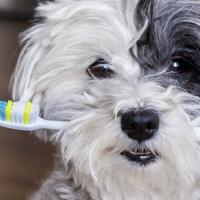 pet-dental-awareness-month-banner