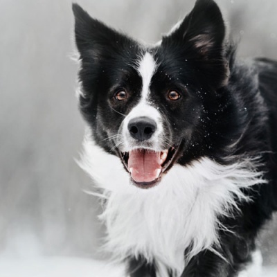 5-ways-to-keep-your-pet-safe-during-winter-banner
