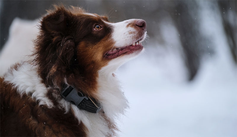 5-ways-to-keep-your-pet-safe-during-winter-strip1