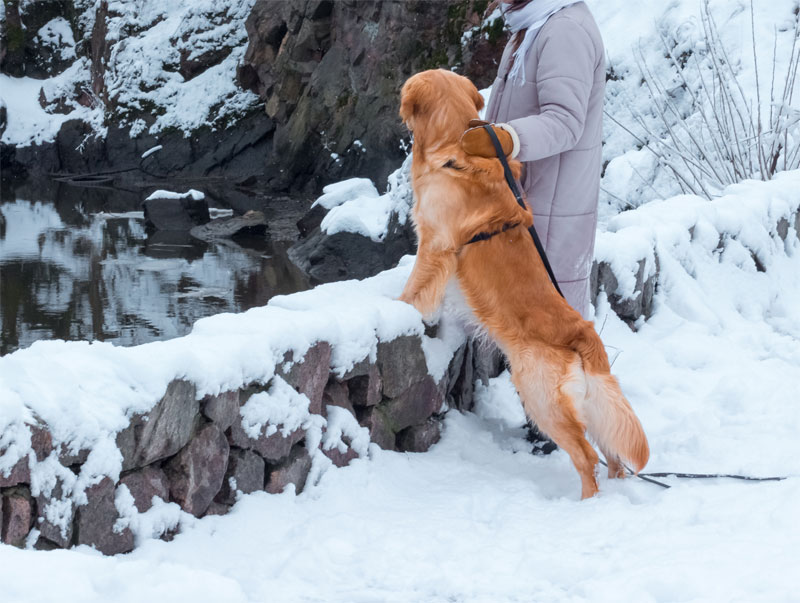 5-ways-to-keep-your-pet-safe-during-winter-strip2