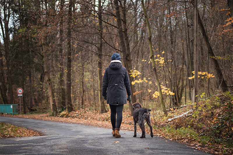 5-tips-for-better-walks-with-your-dog-strip1