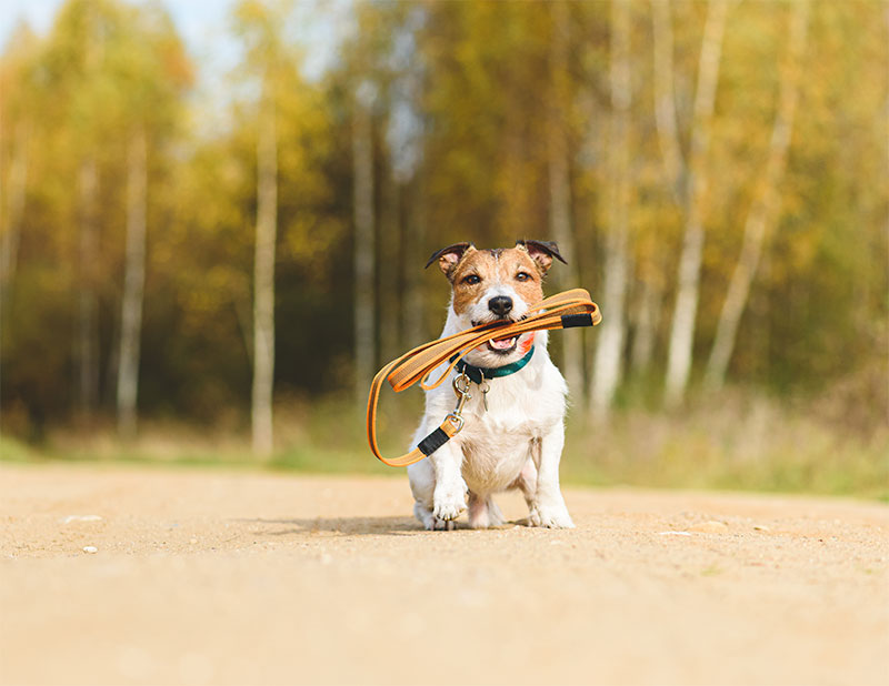 5-tips-for-better-walks-with-your-dog-strip3-1