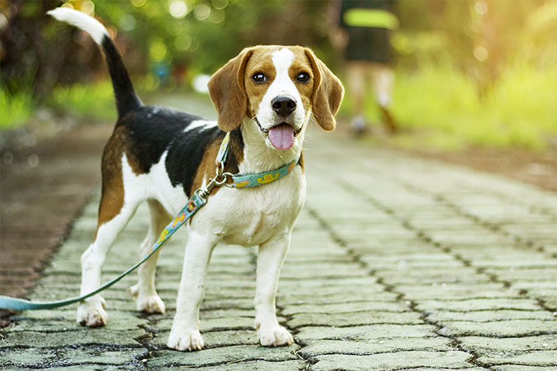 5-tips-for-better-walks-with-your-dog-strip4