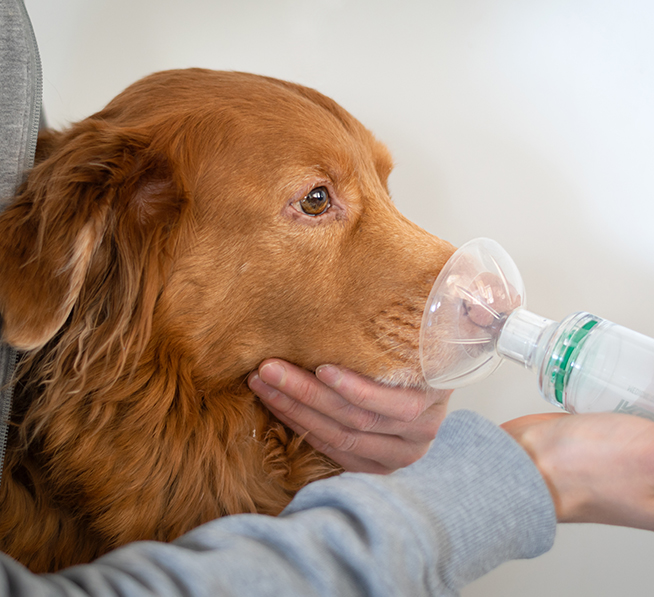 what-you-should-know-about-asthma-in-pets_strip3
