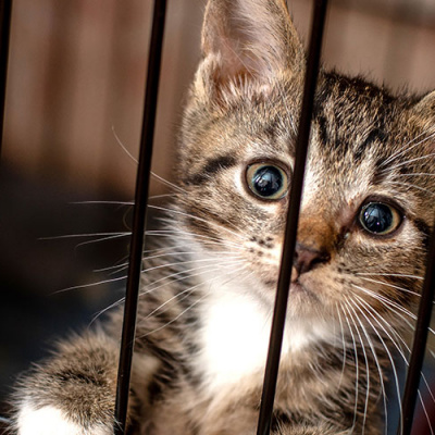 celebrating-adopt-a-shelter-cat-month_banner
