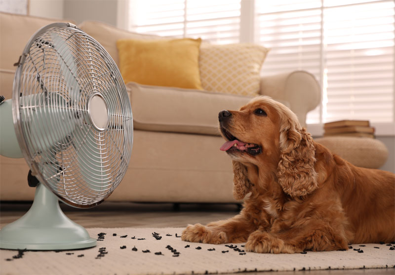 how-to-care-for-your-pet-in-the-summer-heat-strip1