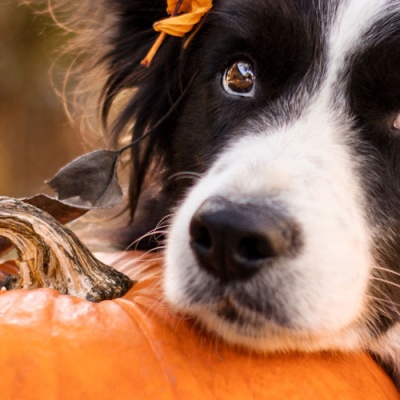 8-fun-fall-activities-you-can-do-with-your-pup-banner