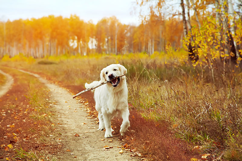 8-fun-fall-activities-you-can-do-with-your-pup-strip1