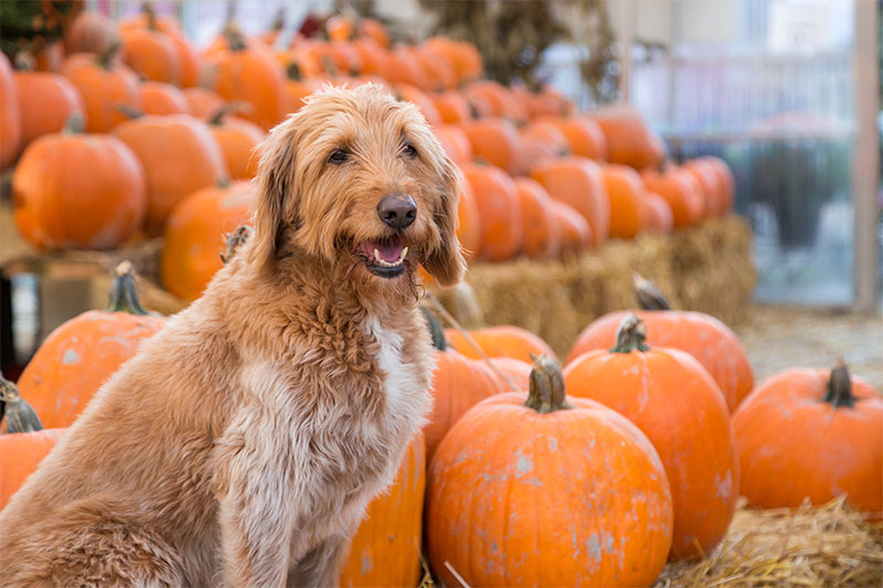 8-fun-fall-activities-you-can-do-with-your-pup-strip3