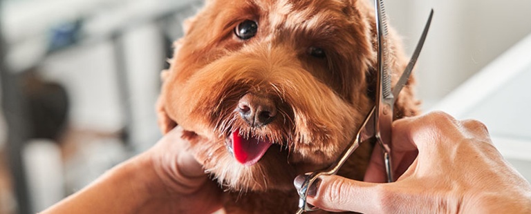 how-to-be-a-more-responsible-dog-owner-for-responsible-dog-ownership-month-strip3