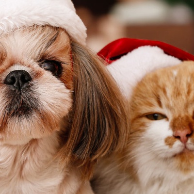 the-best-gifts-to-give-your-pet-this-christmas