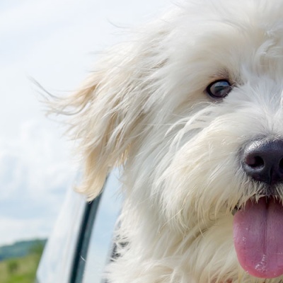 how-to-travel-safely-with-your-pets-national-pet-travel-safety-day-banner