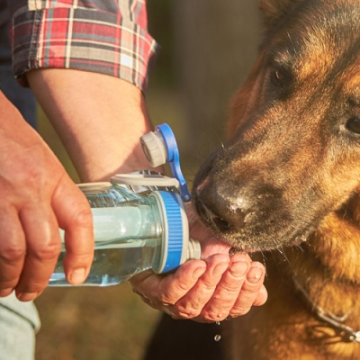 keeping-your-pets-hydrated-a-summer-essential-at-compassion-animal-hospital-banner